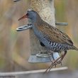 Un Râle d’eau visite une mangeoire dans la Kings Dyke Nature Reserve (Grande-Bretagne) en décembre 2021