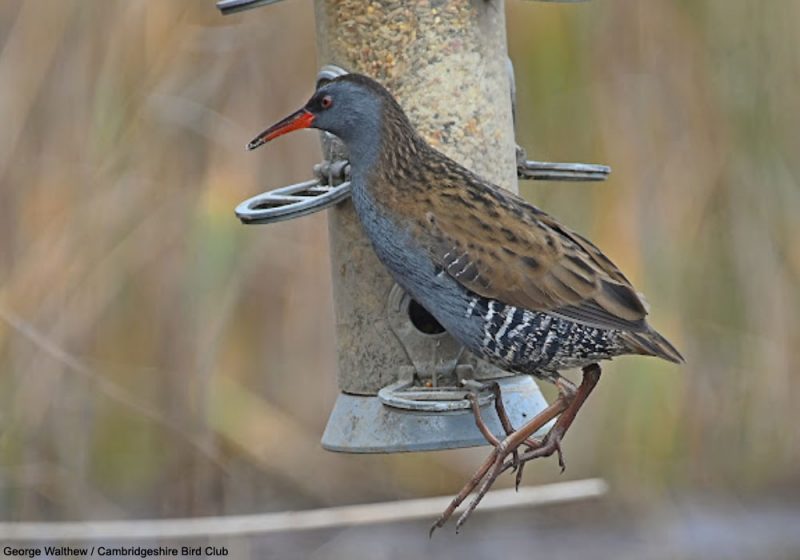 Un Râle d’eau visite une mangeoire dans la Kings Dyke Nature Reserve (Grande-Bretagne) en décembre 2021