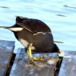 Des Gallinules poules-d’eau mangent les fientes de mouettes sur un étang en Bretagne