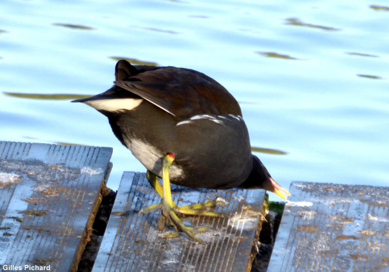 Des Gallinules poules-d’eau mangent les fientes de mouettes sur un étang en Bretagne