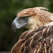 Une nouvelle estimation de la population de Pithécophages des Philippines (ou Aigles des singes)