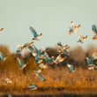 Outardes canepetières en hivernage dans l’Hérault