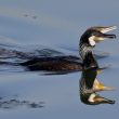 Grands Cormorans