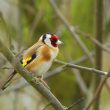 Dixième comptage national des oiseaux des jardins