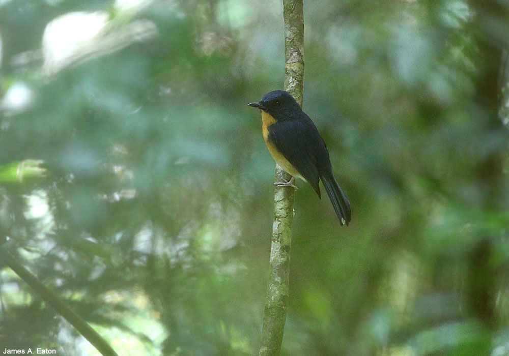 Gobemouche des Meratus (Cyornis kadayangensis)