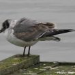 Mouette de Franklin dans les Pyrénées-Atlantiques