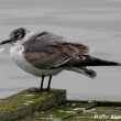 Mouette de Franklin à Bayonne