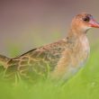 La Talève d’Allen, un oiseau africain qui nichera probablement un jour sur les îles Canaries (Espagne) ?