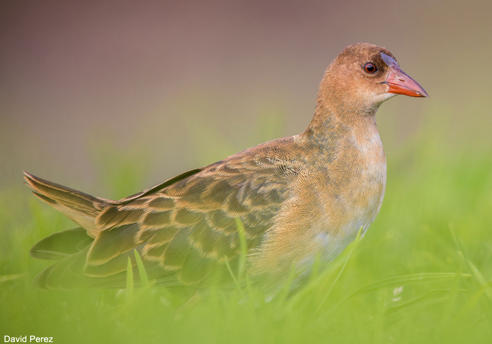 alève d'Allen (Porphyrio alleni)