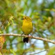 Découverte de nouvelles populations de Tohis à tête olive et de Colombes de Conover, deux rares oiseaux endémiques de Colombie