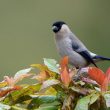 La population de Bouvreuils des Açores se rapproche désormais de mille individus