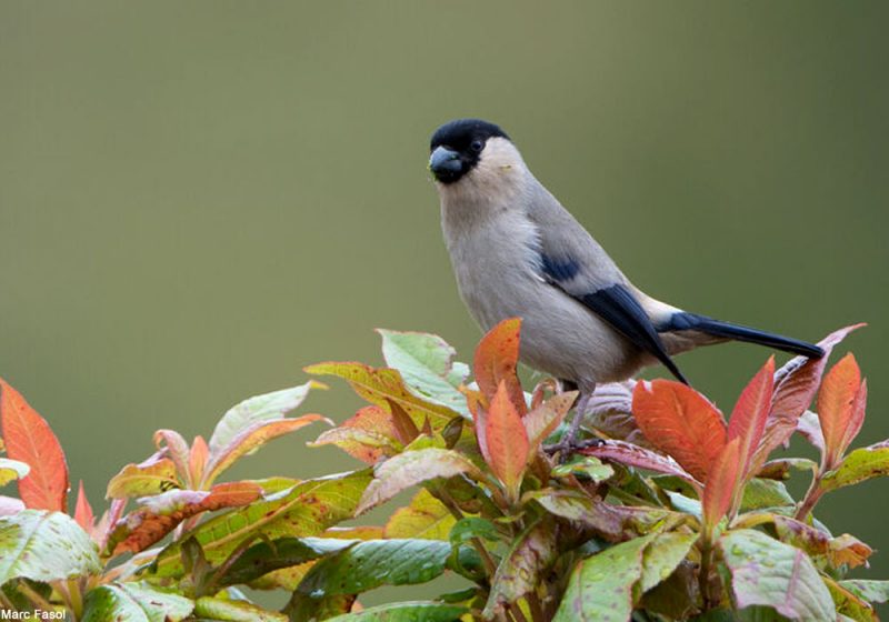 La population de Bouvreuils des Açores se rapproche désormais de mille individus