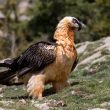 Le nombre de Gypaètes barbus a dépassé 1 000 oiseaux en Espagne et 300 dans les Alpes en 2021