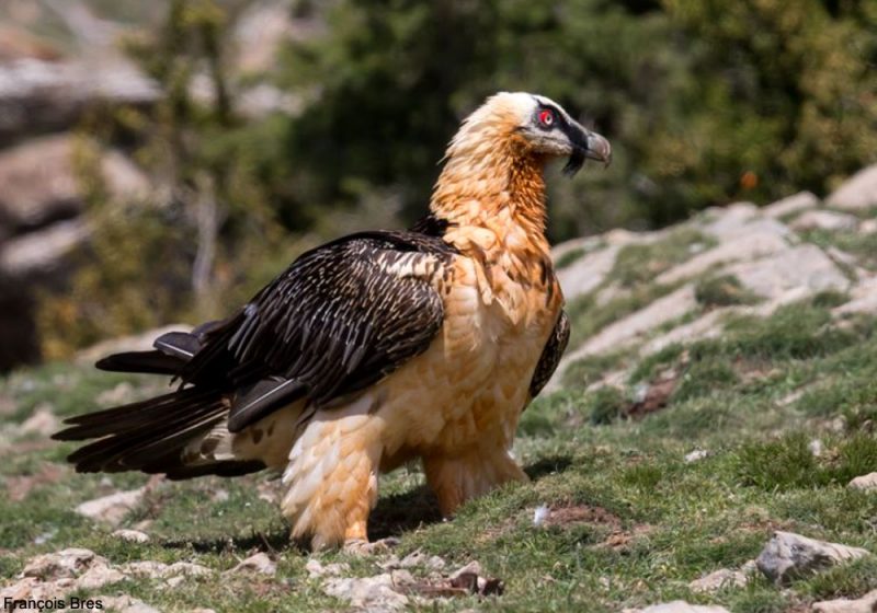 Le nombre de Gypaètes barbus a dépassé 1 000 oiseaux en Espagne et 300 dans les Alpes en 2021