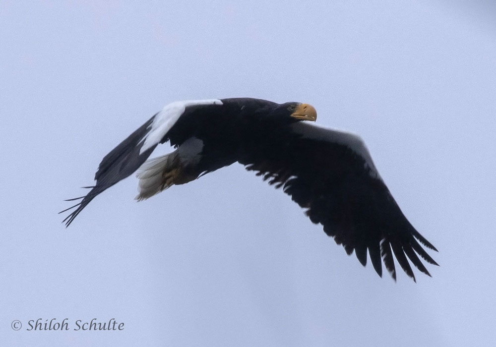 Pygargue de Steller (Haliaeetus pelagicus)