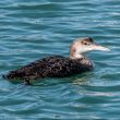 Plongeon imbrin ou huard en Cantabrie