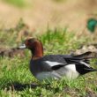 Canard siffleur mâle avec une tache verte derrière l’œil