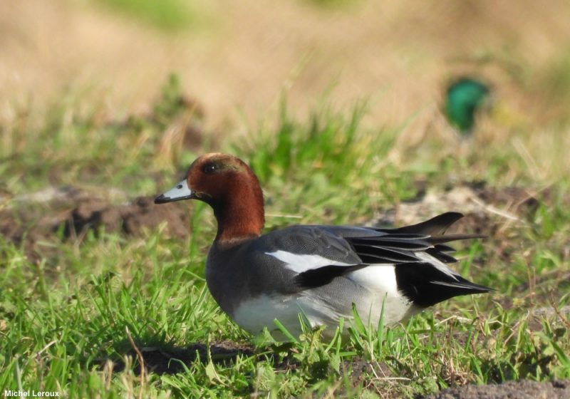 Canard siffleur mâle avec une tache verte derrière l’œil