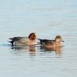 Couple de Canards siffleurs, dont le mâle a une tache verte derrière l’œil