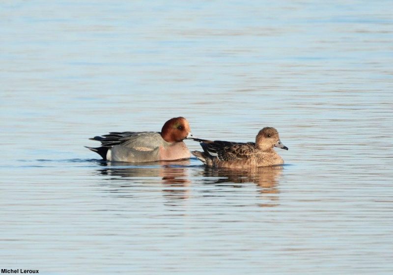 Couple de Canards siffleurs, dont le mâle a une tache verte derrière l’œil