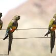 Le beau succès du programme de conservation de la sous-espèce endémique chilienne de la Conure de Patagonie