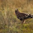 L’Aigle criard est en train de recoloniser la partie biélorusse de la zone d’exclusion de Tchernobyl