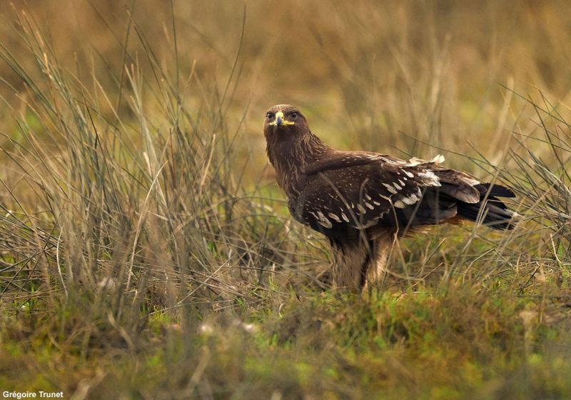 L’Aigle criard est en train de recoloniser la partie biélorusse de la zone d’exclusion de Tchernobyl