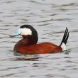 Érismature rousse dans l’Eure