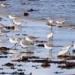 Bécasseaux sanderlings