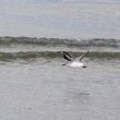 Bécasseau sanderling