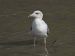 1-Goéland à bec cerclé | Larus delawarensis | Ring-billed Gull