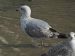 1-Goéland à bec cerclé | Larus delawarensis | Ring-billed Gull