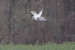 1-Busard pâle | Circus macrourus | Pallid Harrier