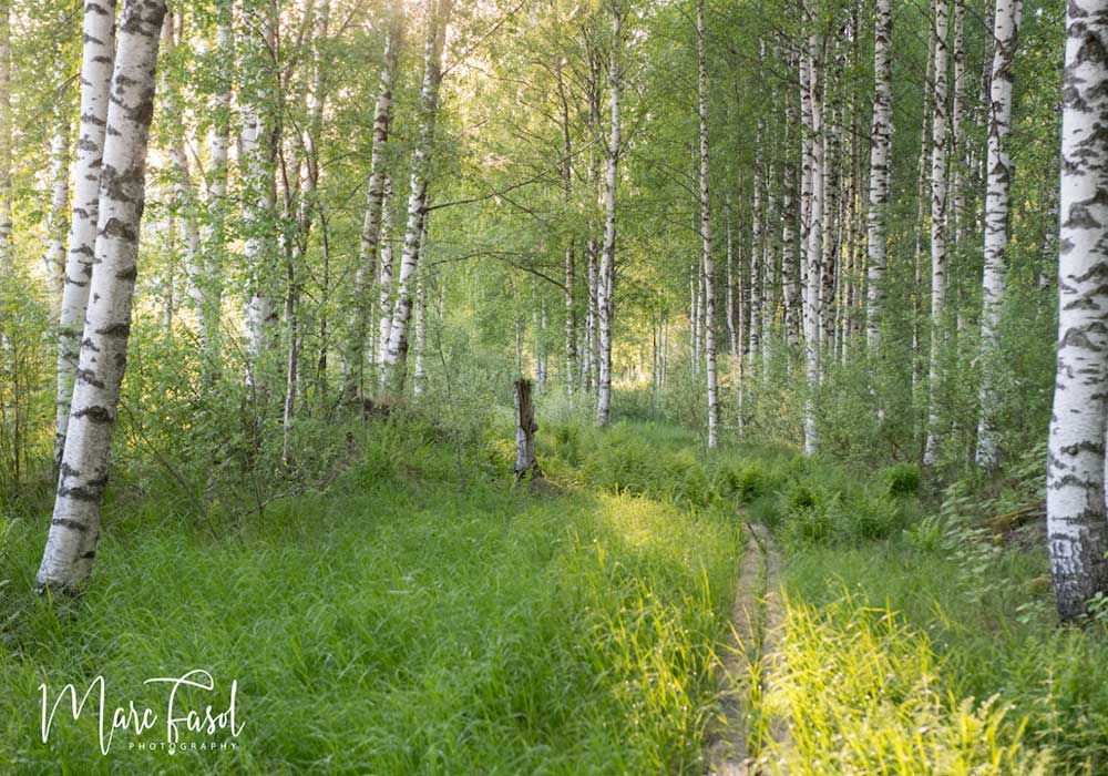 Réserve naturelle de Siikalahti (Finlande)