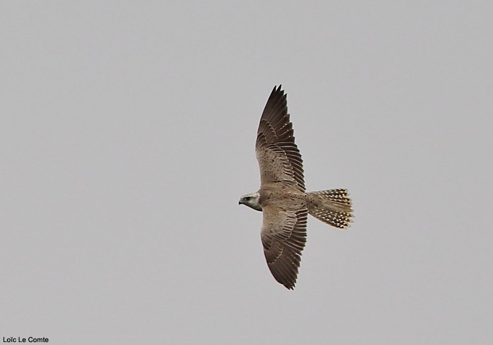 Faucon sacre (Falco cherrug) immature