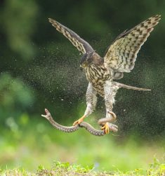 31ème Festival de l’Oiseau et de la Nature