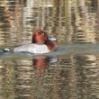 Hybride Fuligule nyroca x milouin sur le lac du Bourget