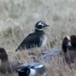 Une Harelde boréale « se prend » pour un Canard siffleur dans une réserve naturelle britannique