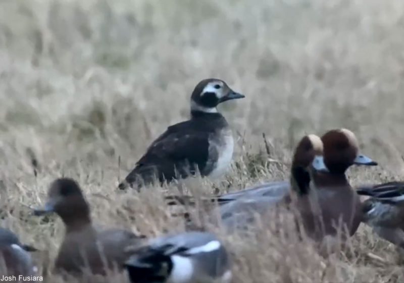 Une Harelde boréale « se prend » pour un Canard siffleur dans une réserve naturelle britannique