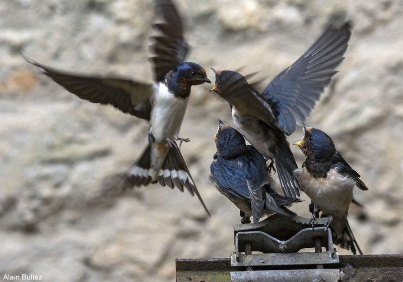 Les espèces d’hirondelles nichant sur des bâtiments et ayant une queue très fourchue seraient plus en déclin que les autres