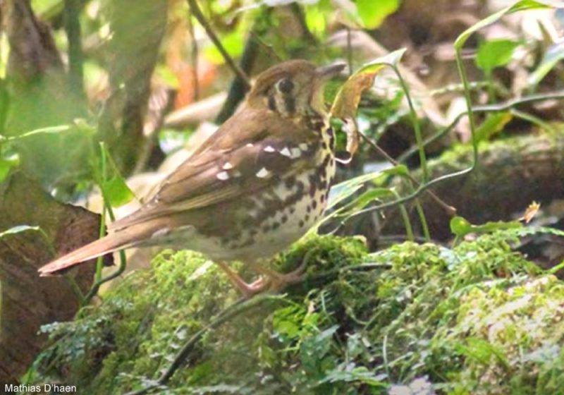 La rare sous-espèce belcheri de la Grive tachetée a été réobservée après 15 ans sans données