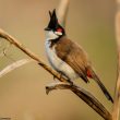 Il y aurait désormais près de 3 000 Bulbuls orphées dans l’agglomération de Valence (Espagne)