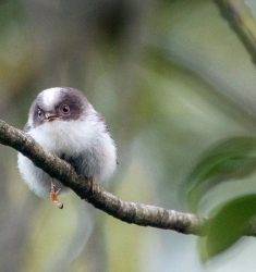 Exposition « Le printemps des oiseaux » à Schaerbeek