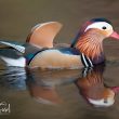 Canard mandarin mâle