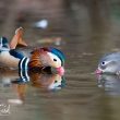 Canards mandarins