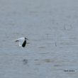 Mouette pygmée en vol