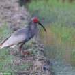 Le nombre d’Ibis nippons est passé de 7 à plus de 7 000 en trente ans