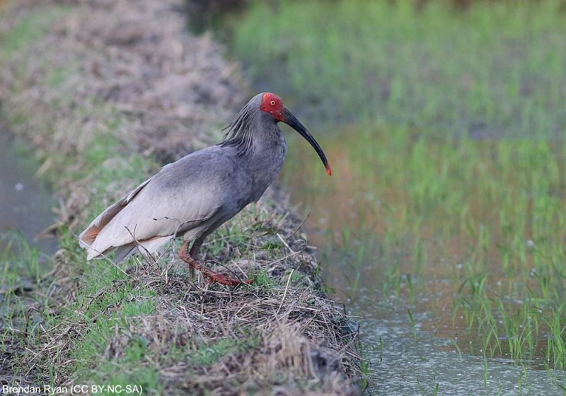 Le nombre d’Ibis nippons est passé de 7 à plus de 7 000 en trente ans