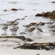 Bécasseaux sanderlings dans le Finistère