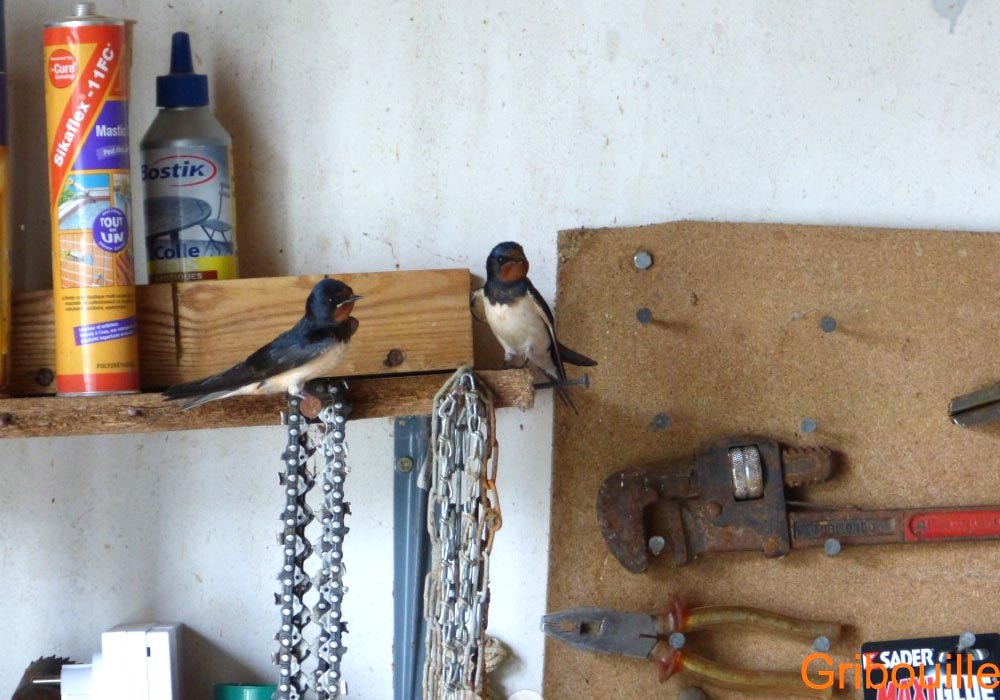 Hirondelles rustiques (Hirundo rustica)